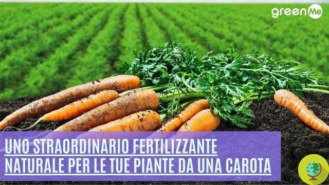 Vous ne le savez peut-être pas, mais vous pouvez créer un incroyable engrais naturel pour vos plantes à partir d'une… carotte. Très facile et sans frais