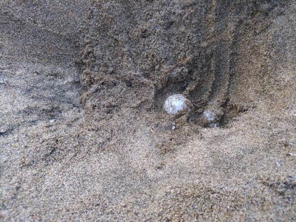 La tortue essaie de nicher sur la plage, mais est obligée de faire du slalom entre transats, parasols et touristes