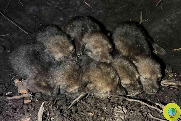6 endangered red wolf pups were born in the wild, the first time in 4 years