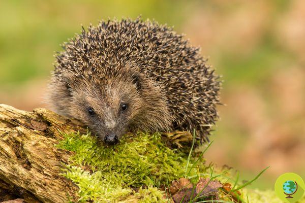 Why you should never feed hedgehogs dry cat food