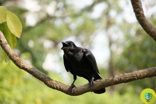 Les corbeaux sont peut-être les animaux les plus intelligents après les primates