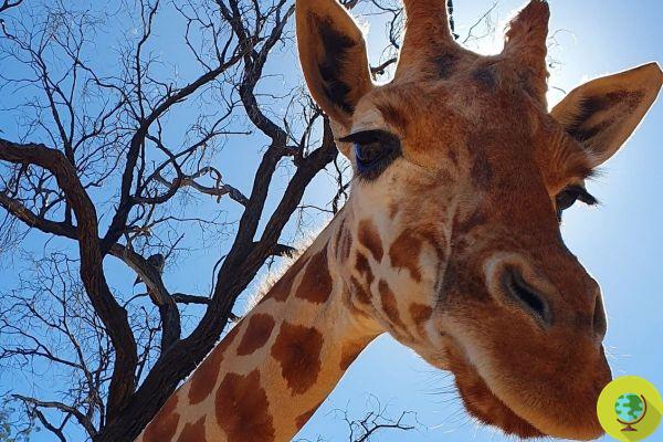 The oldest giraffe in the world dies in the Australian zoo, never having known freedom
