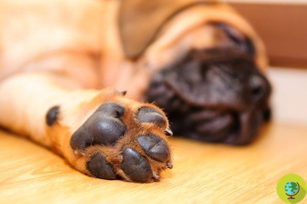 Do your dog's paws smell like popcorn? Here because