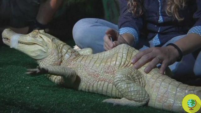 Albino crocodile treated with acupuncture (video)