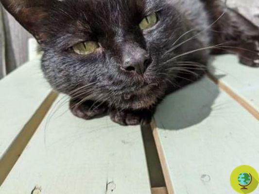 Normal, o gato preto que ficou paralisado por um tiro de rifle de ar, será morto