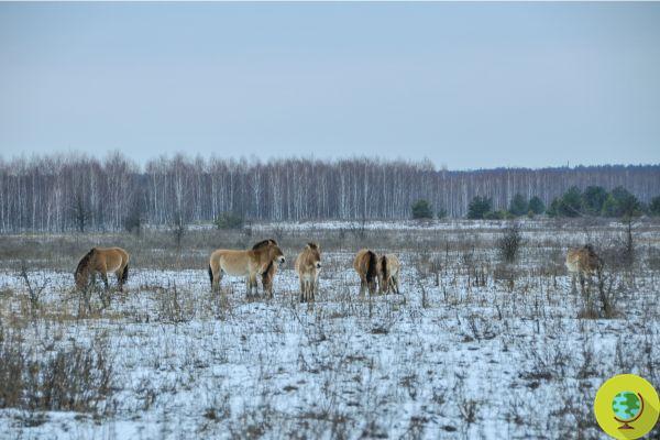 Le mystère des chevaux sauvages de Tchernobyl