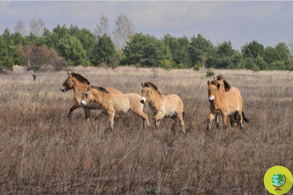 The mystery of the wild horses of Chernobyl