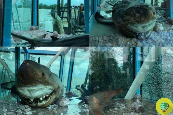 La escandalosa historia de Rosy, el tiburón de 5 metros encontrado en un parque acuático cerrado en 2012
