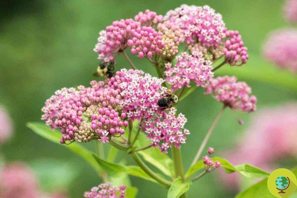 14 plantas que atraen libélulas a tu jardín