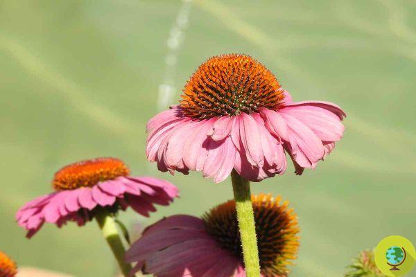 14 plantes qui attirent les libellules dans votre jardin
