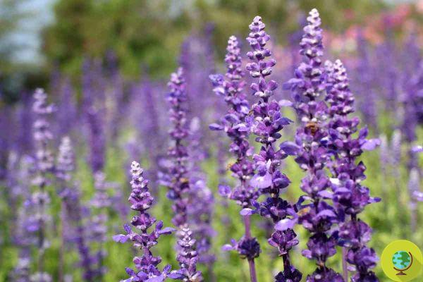 14 plants that attract dragonflies to your garden