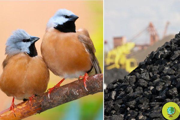 The Australian coal mine that is putting black throated finches in danger of extinction