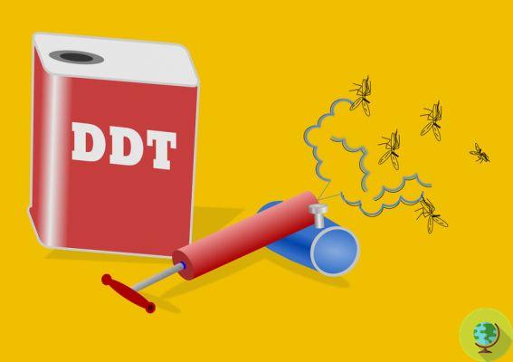 Grandmothers' exposure to the infamous DDT is still affecting grandchildren