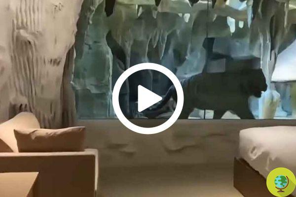 Tiger Hotel: el terrorífico hotel dentro del zoo en China con habitaciones con vistas a los tigres enjaulados