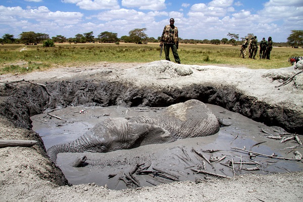 El elefante atrapado en el lodo se salvó solo gracias a unos trabajadores chinos en Kenia (VIDEO)