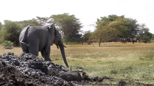 El elefante atrapado en el lodo se salvó solo gracias a unos trabajadores chinos en Kenia (VIDEO)