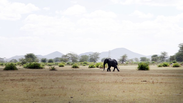 O elefante preso na lama salvou-se apenas graças a alguns trabalhadores chineses no Quênia (VIDEO)