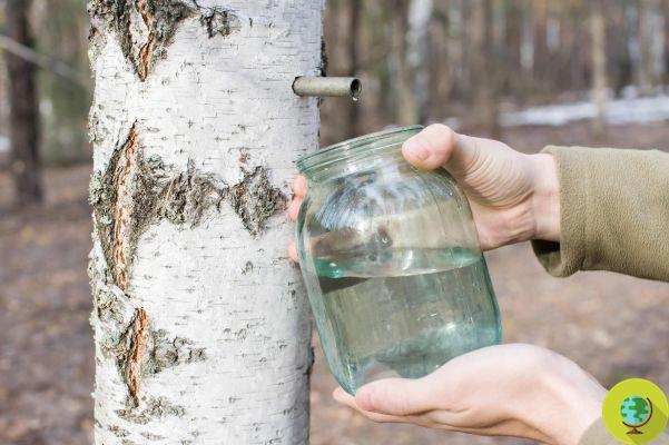 Birch sap, the spring elixir to be taken every day against water retention and to purify yourself of winter toxins