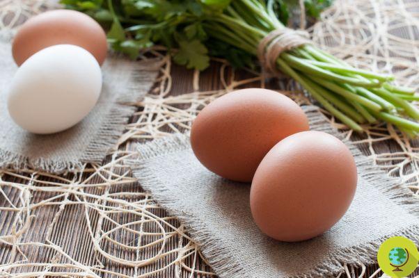 De cascas de ovos um bioplástico resistente e flexível