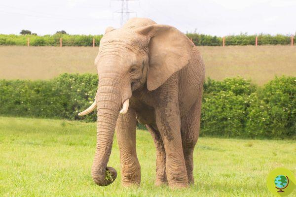 Otra tragedia más en un zoológico: muere un elefante tras ser atacado por otro macho