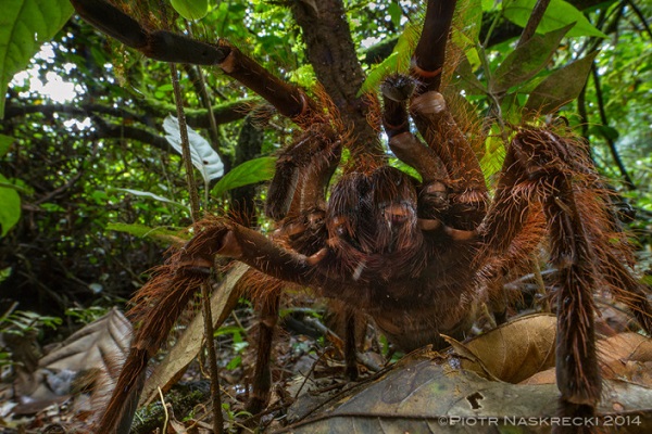 Goliath tarantula, close encounter with the largest spider in the world (PHOTO)