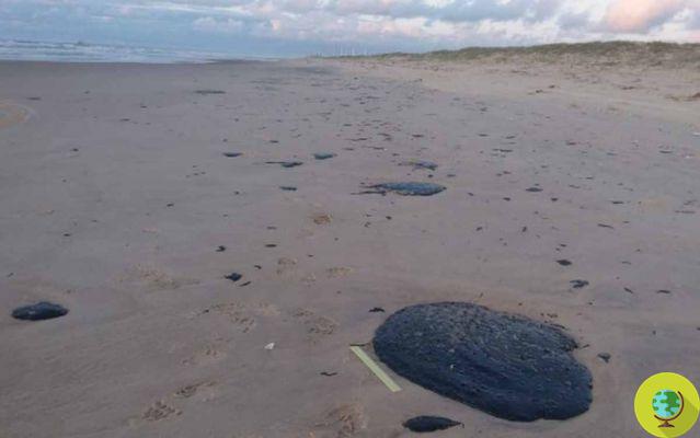 La mystérieuse marée noire qui agonise oiseaux et tortues au Brésil
