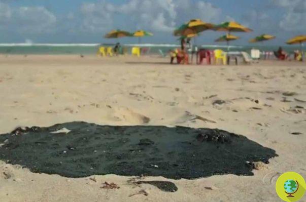 El misterioso derrame de petróleo que está dejando en agonía a pájaros y tortugas en Brasil