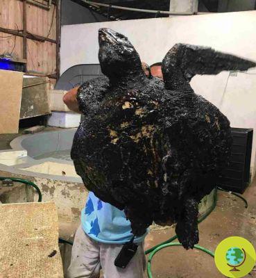 El misterioso derrame de petróleo que está dejando en agonía a pájaros y tortugas en Brasil