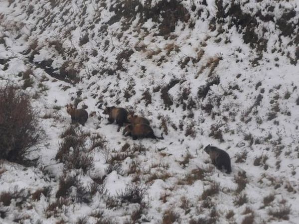 La inesperada e insólita 'reunión familiar' de osos pardos en Montana (FOTO)