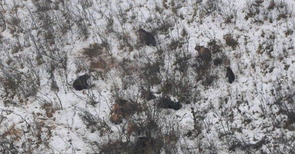 La inesperada e insólita 'reunión familiar' de osos pardos en Montana (FOTO)
