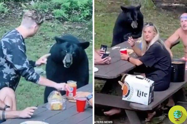 Ils pique-niquent dans les bois et trouvent un ours à table