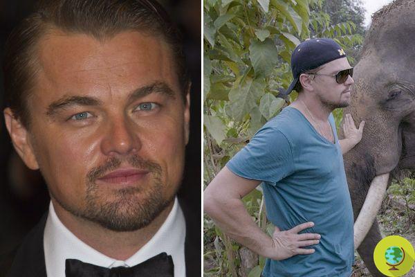 Leonardo DiCaprio donated 100 million dollars to stop hunting: he wants to protect the planet