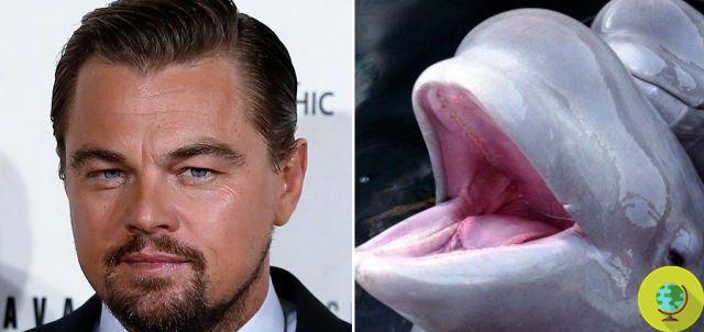 Leonardo DiCaprio did it! All killer whales and belugas are free from Russian marine prisons