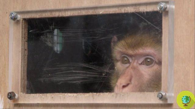 Vivisection: chimpanzees see sunlight for the first time (VIDEO)
