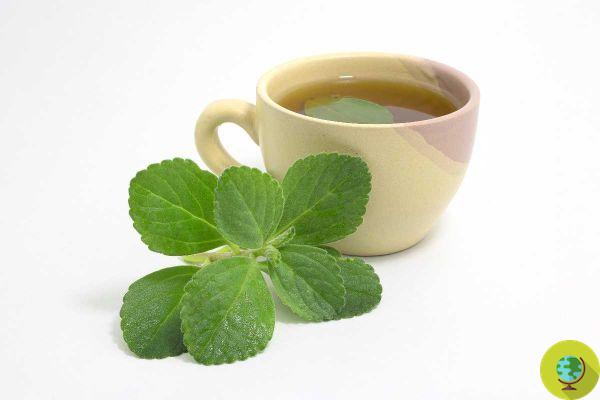 Chá de boldo: o que é, propriedades e efeitos colaterais da infusão que melhora a digestão e ajuda a emagrecer