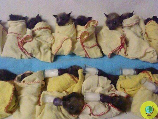 Europe is repopulated with bats. In Australia, a hospital to save orphaned puppies