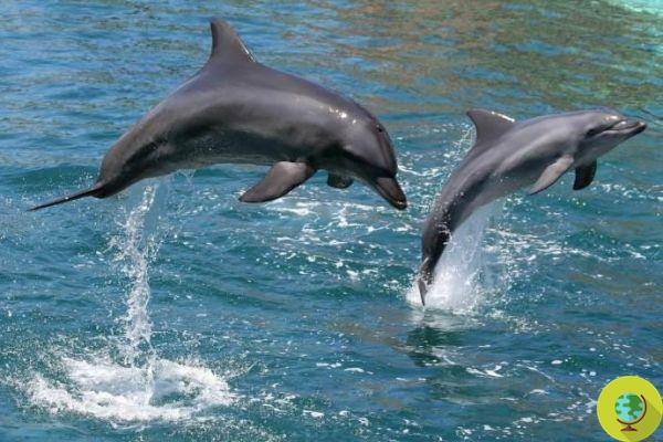 Victory for dolphins and whales: Canada bans keeping them in captivity in water parks?