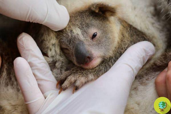 Everyone is crazy about the newborn koala after the fires in Australia, but no one says it's in a zoo