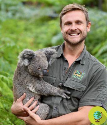 Todos están locos por el koala recién nacido tras los incendios en Australia, pero nadie dice que está en un zoológico