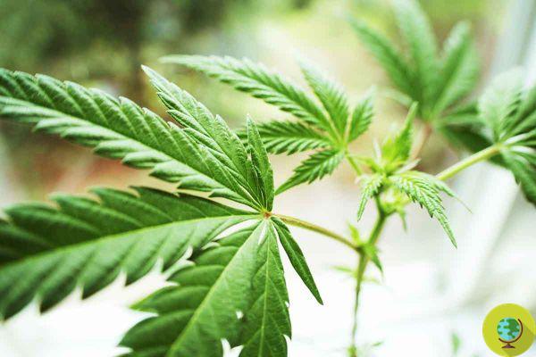 Cannabis: first green light in the Justice commission for mini-crops at home