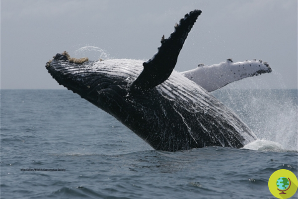 Escucha los cantos de las ballenas: en este sitio encontrarás 8 mil horas de grabaciones