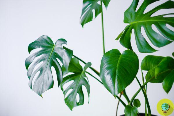 As 10 melhores plantas para decorar deixando seu banheiro mais verde