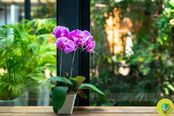 Las 10 mejores plantas para decorar haciendo tu baño más verde