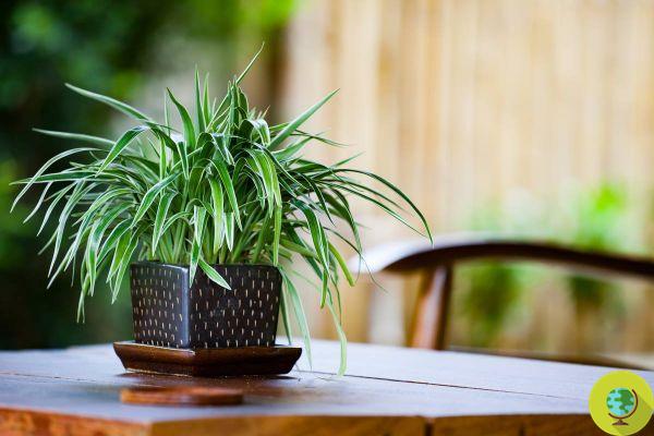 As 10 melhores plantas para decorar deixando seu banheiro mais verde