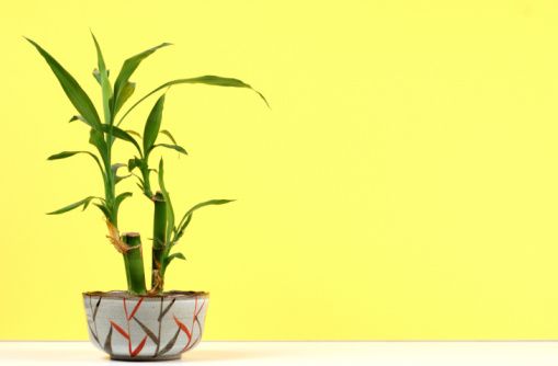 Las 10 mejores plantas para decorar haciendo tu baño más verde
