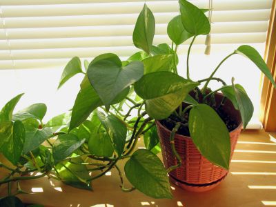 Les 10 meilleures plantes pour décorer et rendre votre salle de bain plus verte