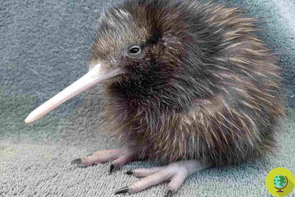 ¡Los kiwis vuelven a cantar! Nueva Zelanda salva así de la extinción a su animal símbolo nacional