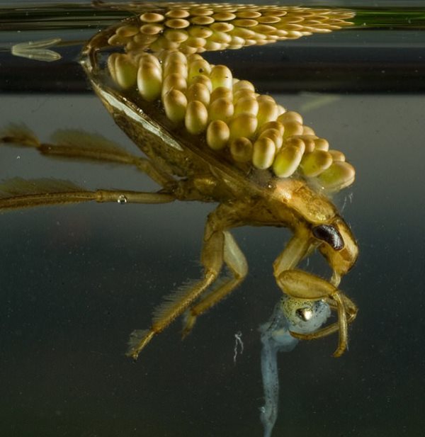 The giant insects that prey on turtles, ducklings and even snakes