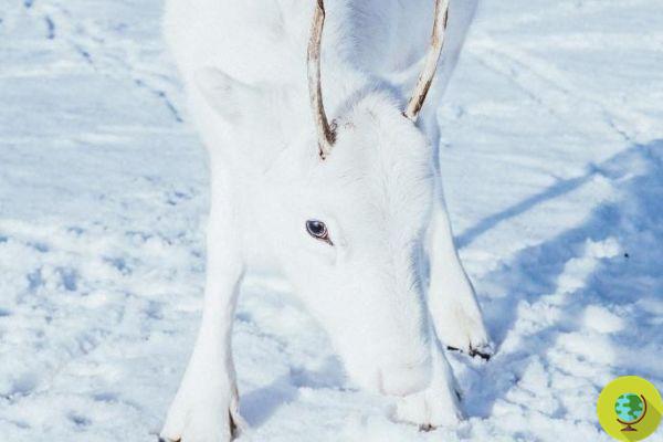O lindo e raro filhote de rena branca visto na Noruega 