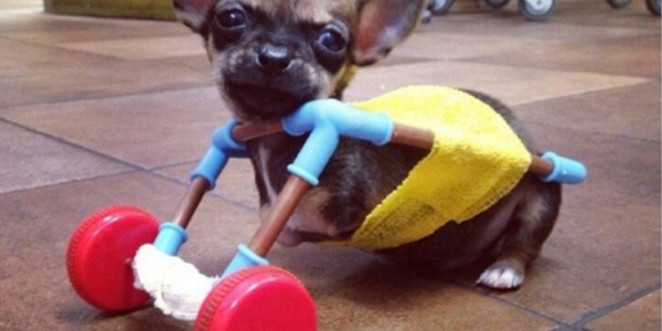 Turbo, the pawless chihuahua who walks thanks to a trolley made with toys (VIDEO)